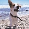 album Pacifico - Pacifico