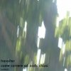 album Come Correre Ad Occhi Chiusi - trevolter