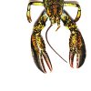 album Org - OLIO