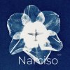 Narciso