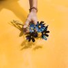 margherite blue