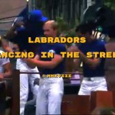 Video première: Labradors - Dancing in the street
