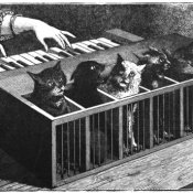 museo, un Cat Piano