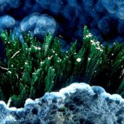 gemme, mineral-blue-green.jpg