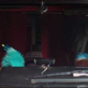 nuovo video, capa2.jpg