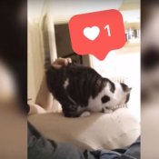 nuovo brano, Un'immagine del video di Gattino di Generic Animal