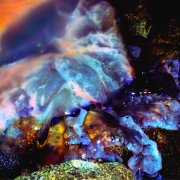 Il territorio delle meduse