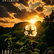 Luce