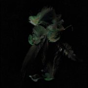Hummingbird