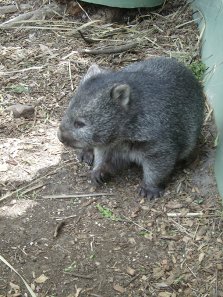 Un Wombat