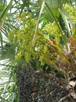 frutti e fiori di palma eccelsa