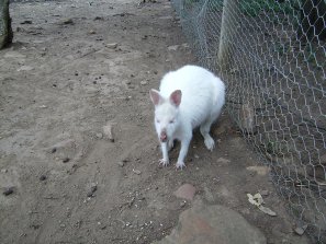 Un canguro albino, che sia un nuovo libro per Toffler?