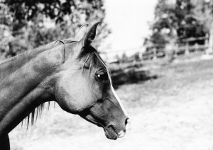 Cavallo di profilo - Corneliano d'Alba (di Sandro)