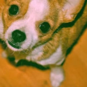 album I pariolini di 18 anni - I Cani