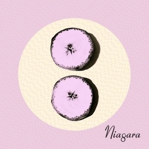 album OTTO - Niagara