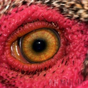 album Mardi Gras EP - PloF