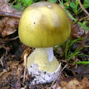 album Amanita Phalloides - Amanita Phalloides