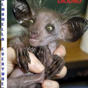 album EP - Salmonella Everywhere - Diodro
