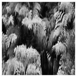 album Giungla (Single) - Gouton Rouge