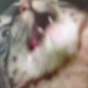 album You Wish Fuckers - Haai Op Die Aas