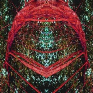 album Soul Service - Cosmic Bloom