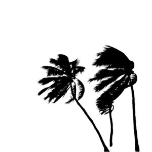 album INTRO - Coconutscale