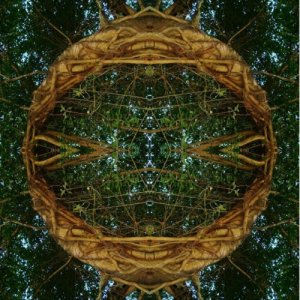 album STAR OF THE EAST (the album) - Cosmic Bloom