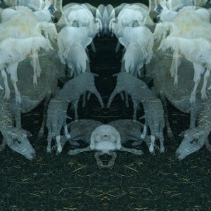 Alfio Antico ANTICO copertina