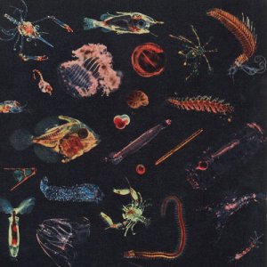 album Plancton - Alessandro Fiori