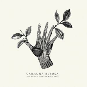 album Solo un po’ di terra e un albero sopra - Carmona Retusa