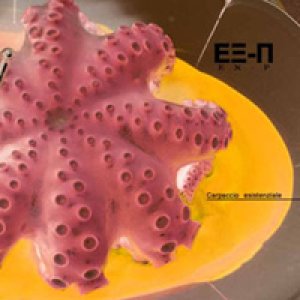 album Carpaccio Esistenziale - Ex-p