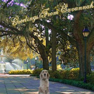 album Greetings From Savannah - Jack Water
