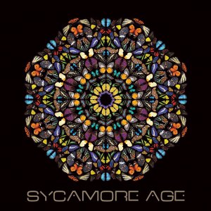 Sycamore_Age