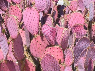 pink cactus.jpg