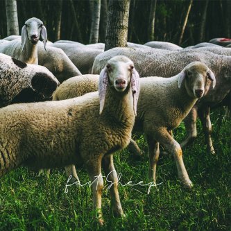 Copertina dell'album Fast sheep, di Giuma