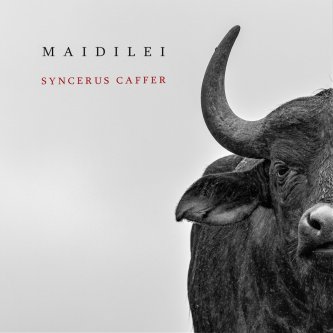 Copertina dell'album Syncerus caffer, di Maidilei