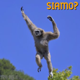 Siamo?