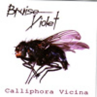 Copertina dell'album Calliphora Vicina, di Bruise Violet