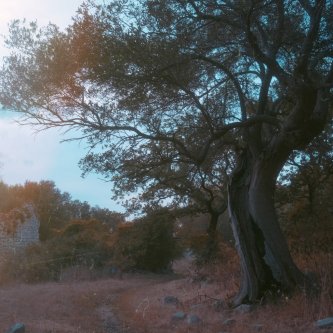 Copertina dell'album La vita degli alberi, di Marea