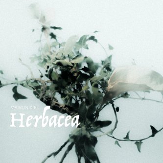 Herbacea