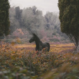 Diorama