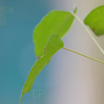 exquilybrium