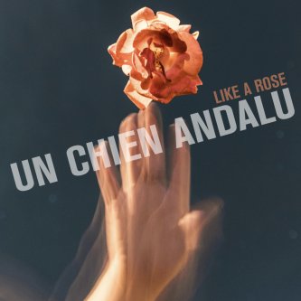 Like a rose