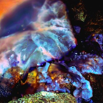 Il territorio delle meduse