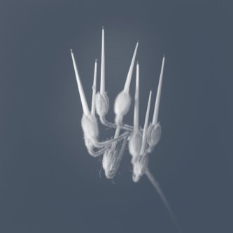 STILL~AEOLIAN (Sandro Mussida & Francesco Fabris)