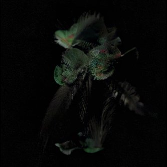 Hummingbird