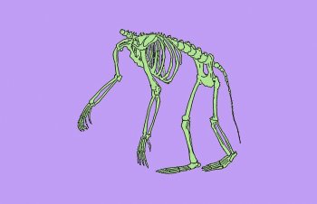 scheletro.jpg