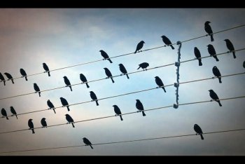 Gli uccelli sul "pentagramma" di Jarbas Agnelli