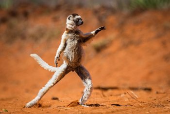 un lemure che balla