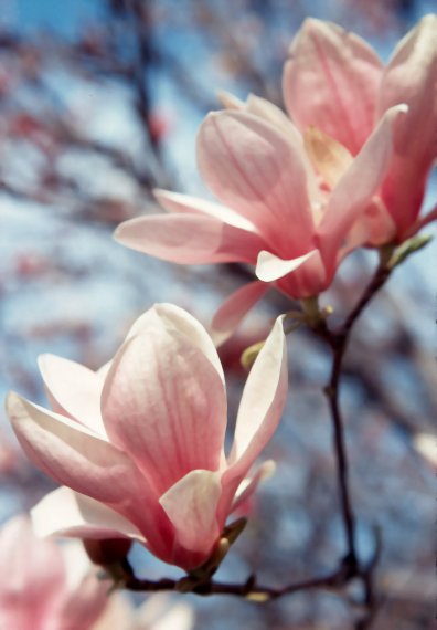 Magnolia Close-up